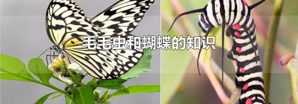 毛毛虫和蝴蝶的知识