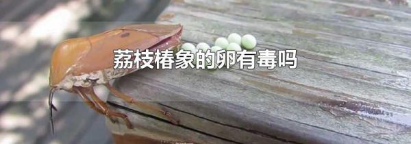 荔枝椿象的卵有毒吗