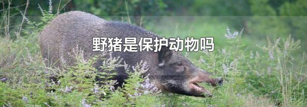野猪是保护动物吗