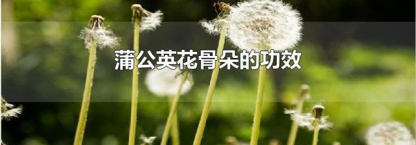 蒲公英花骨朵的功效