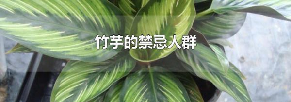 竹芋的禁忌人群