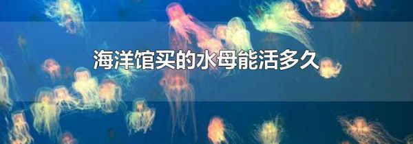 海洋馆买的水母能活多久