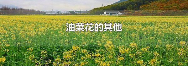 油菜花的其他