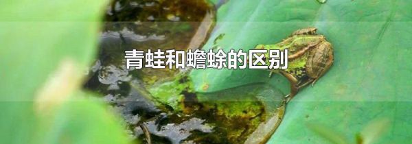 青蛙和蟾蜍的区别