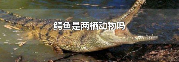 鳄鱼是两栖动物吗