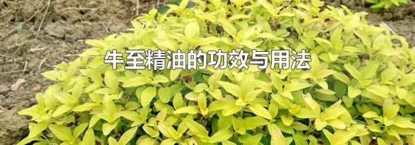牛至精油的功效与用法
