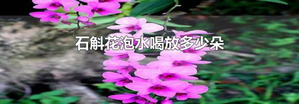 石斛花泡水喝放多少朵