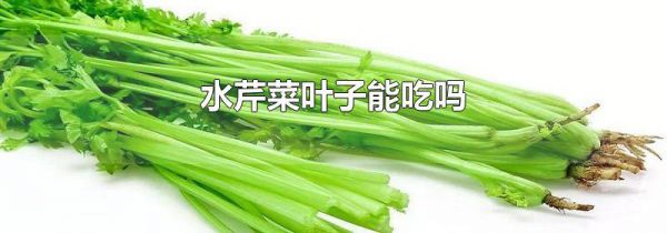 水芹菜叶子能吃吗