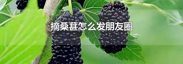 摘桑葚怎么发朋友圈