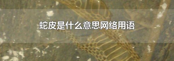 蛇皮是什么意思网络用语