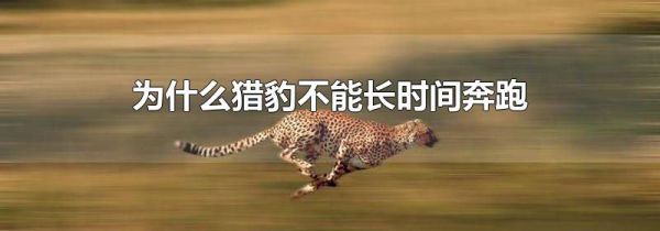 为什么猎豹不能长时间奔跑