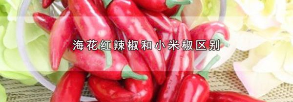 海花红辣椒和小米椒区别