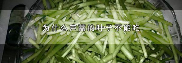 为什么芦蒿的叶子不能吃