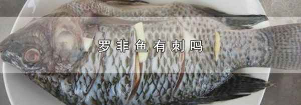 罗非鱼有刺吗