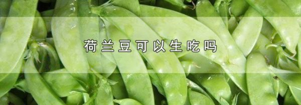 荷兰豆可以生吃吗