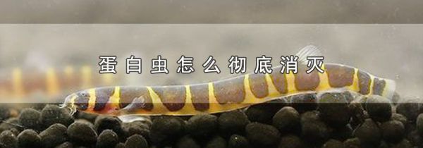 蛋白虫怎么彻底消灭