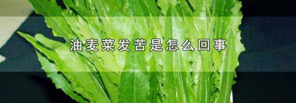 油麦菜发苦是怎么回事