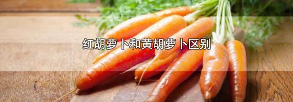 红胡萝卜和黄胡萝卜区别