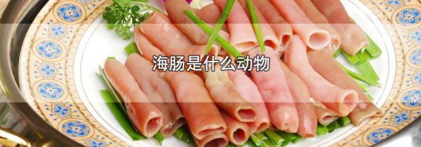 海肠是什么动物