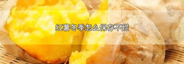 红薯冬季怎么保存不烂
