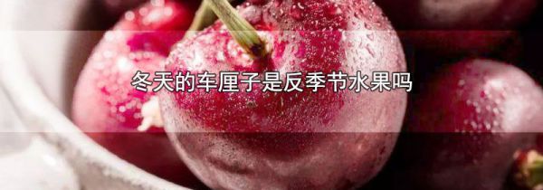 冬天的车厘子是反季节水果吗