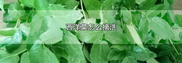 西洋菜怎么摘洗