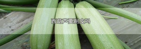 西葫芦要削皮吗