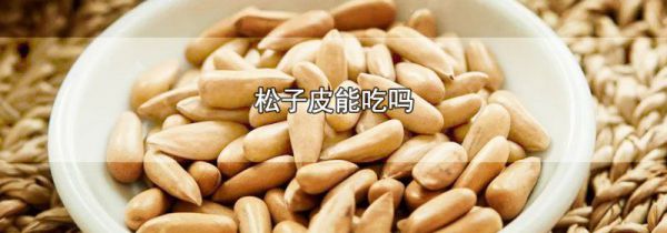 松子皮能吃吗