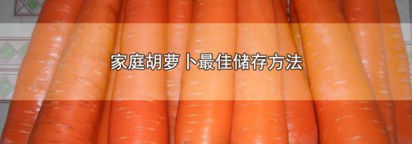 家庭胡萝卜最佳储存方法