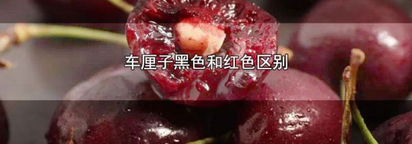 车厘子黑色和红色区别