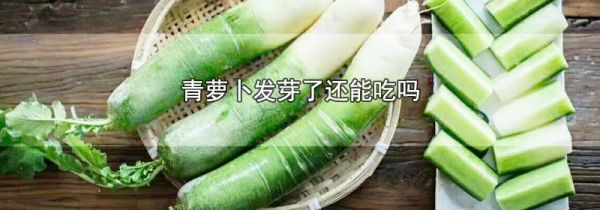 青萝卜发芽了还能吃吗