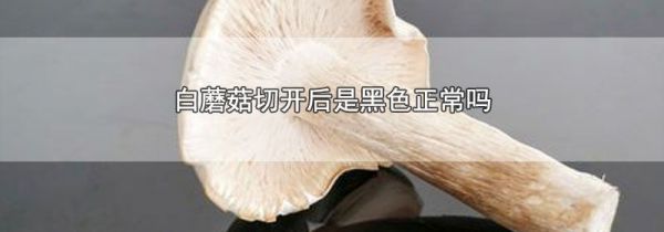 白蘑菇切开后是黑色正常吗