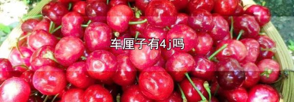 车厘子有4j吗