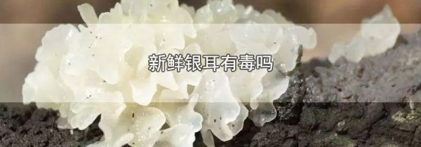 新鲜银耳有毒吗