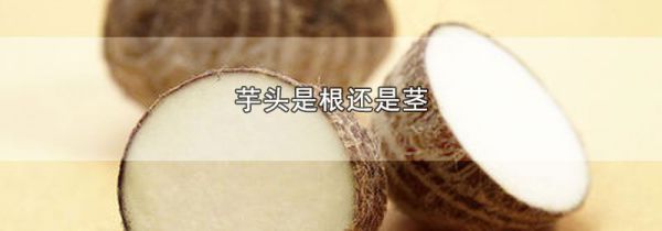 芋头是根还是茎