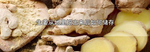 生姜从地里挖出来后如何储存