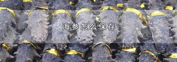海参怎么保存