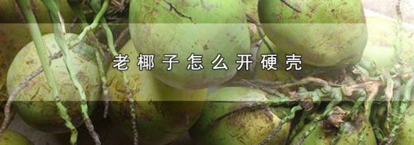 老椰子怎么开硬壳