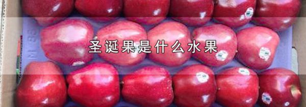 圣诞果是什么水果