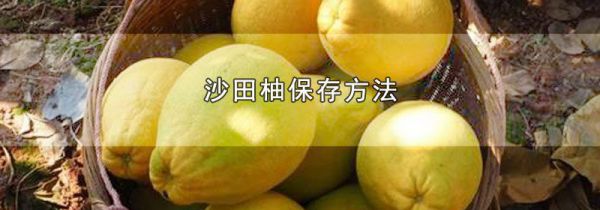 沙田柚保存方法