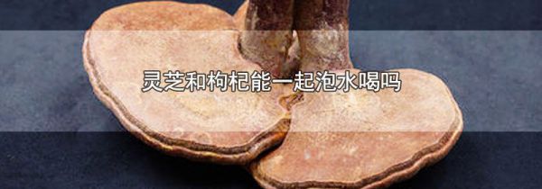 灵芝和枸杞能一起泡水喝吗