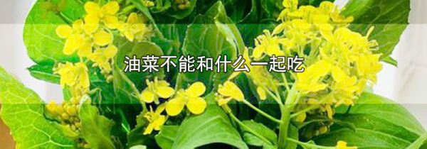 油菜不能和什么一起吃