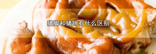 猪脚和猪蹄有什么区别