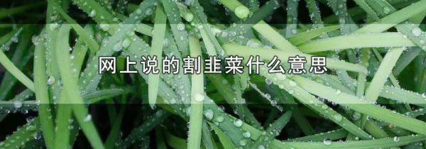 网上说的割韭菜什么意思