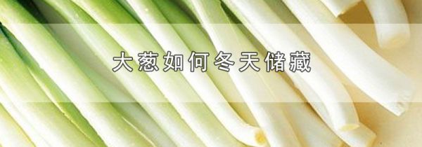 大葱如何冬天储藏
