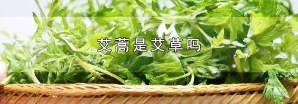 艾蒿是艾草吗