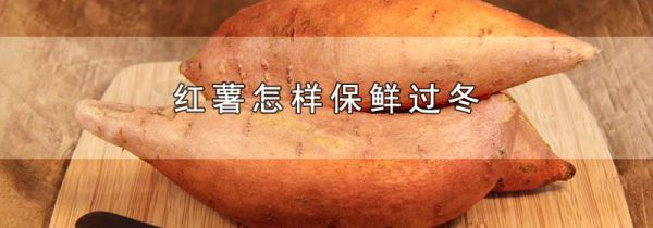 红薯怎样保鲜过冬