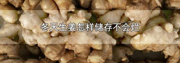 冬天生姜怎样储存不会烂