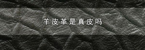 羊皮革是真皮吗