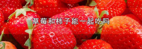 草莓和柿子能一起吃吗